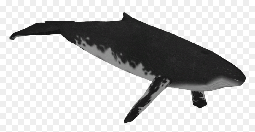 Humpback Whale, HD Png Download - whale png