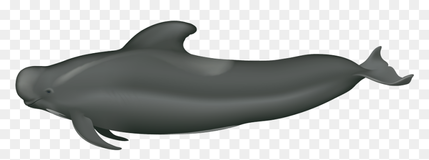 Long Finned Short Finned Pilot Whale, HD Png Download - whale png