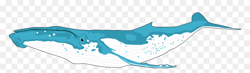 Humpback Whale Png Outline, Transparent Png - whale png