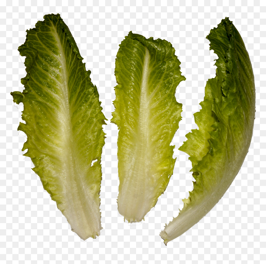 Romaine Lettuce, HD Png Download - salad png