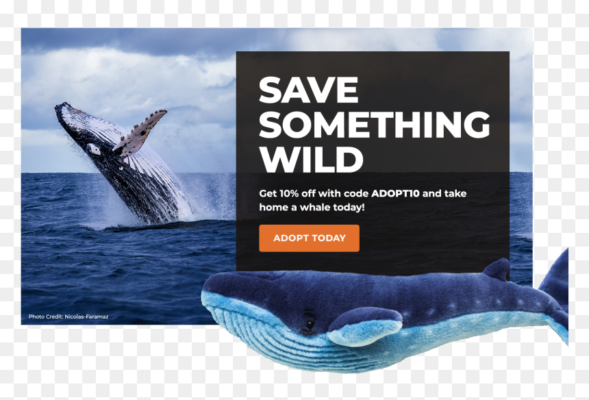 Grey Whale, HD Png Download - whale png