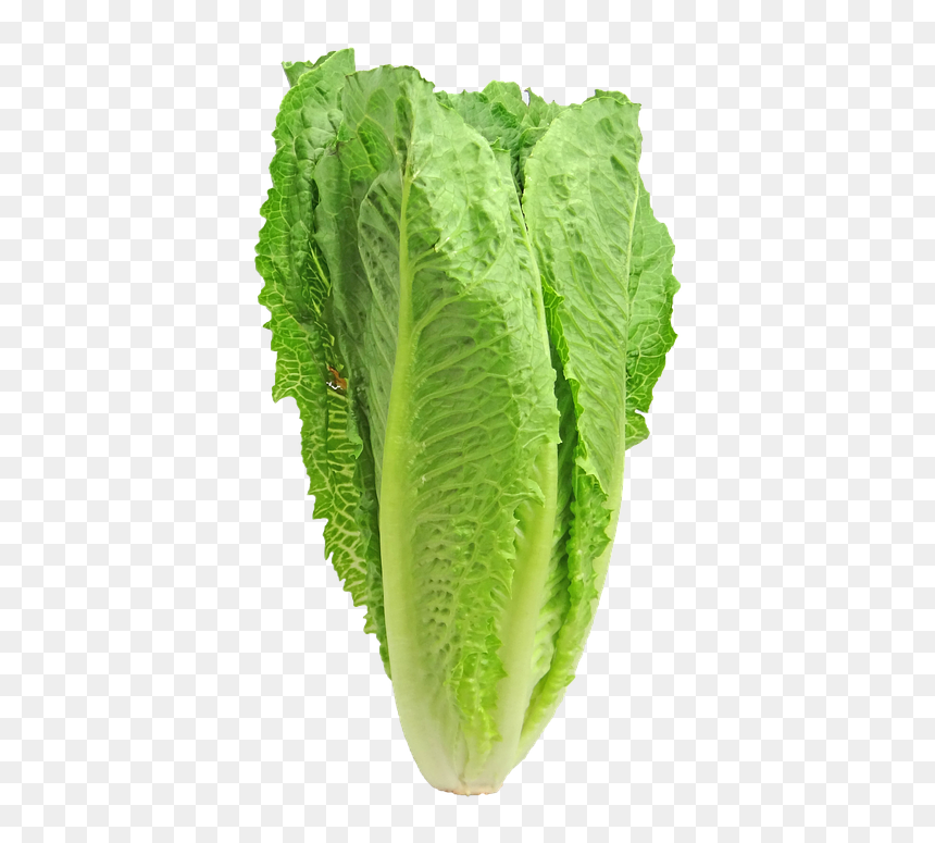 Romaine Lettuce Vs Guns, HD Png Download - salad png