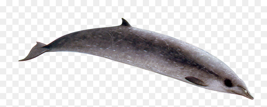 Sowerby's Beaked Whale, HD Png Download - whale png