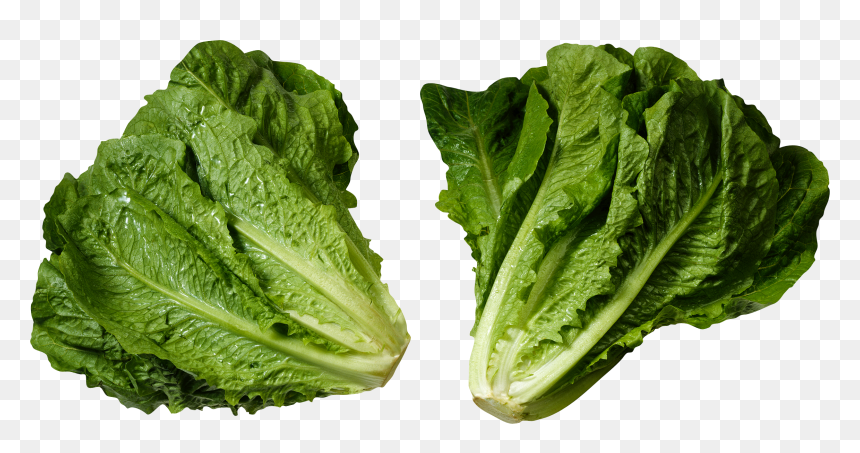 Head Of Romaine Lettuce, HD Png Download - salad png