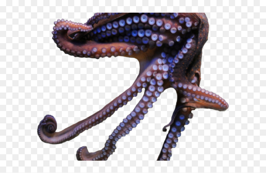 Octopus, HD Png Download - octopus png