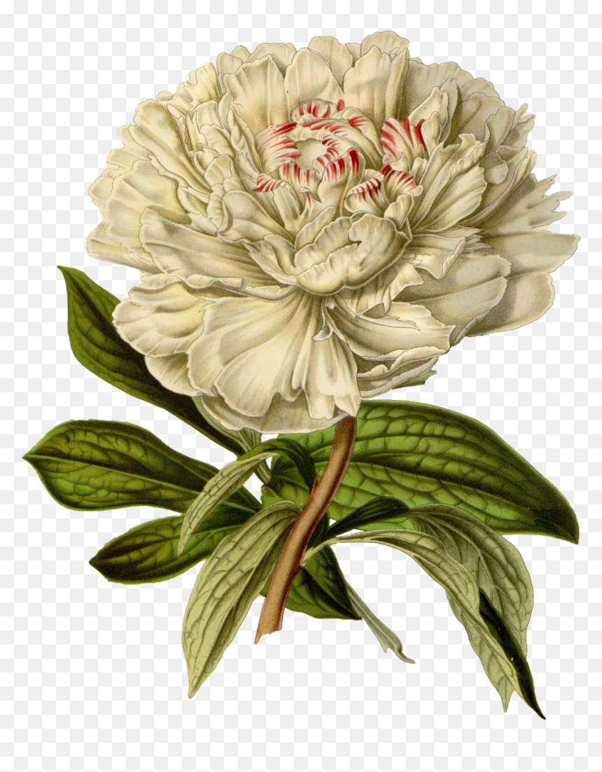 Vintage Floral Illustration Png, Transparent Png - vintage png