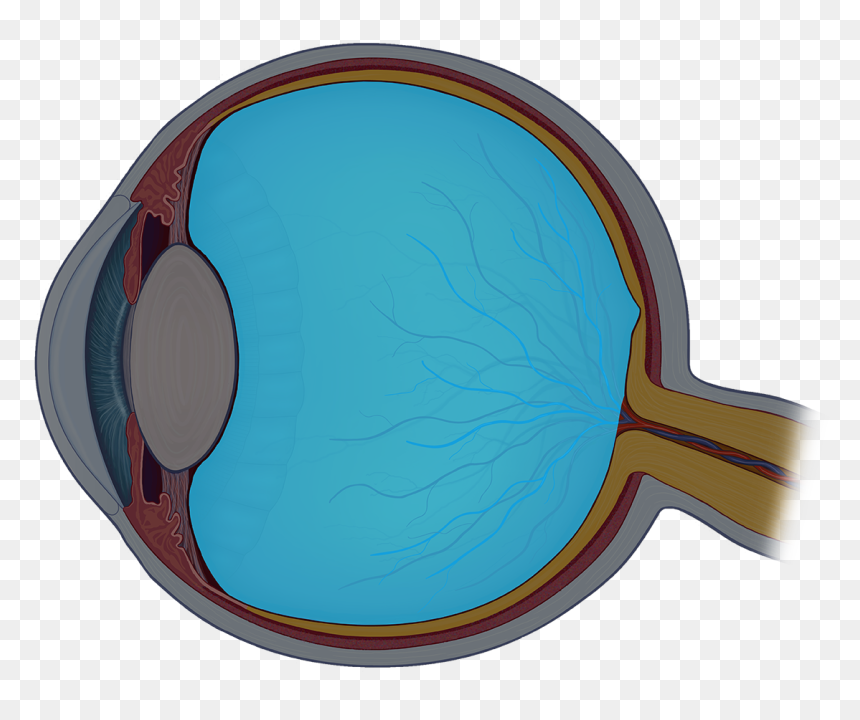 Circle, HD Png Download - eyeball png