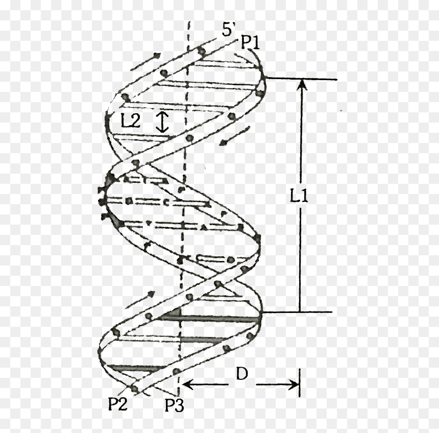Crick Model Of Dna, HD Png Download - dna helix png