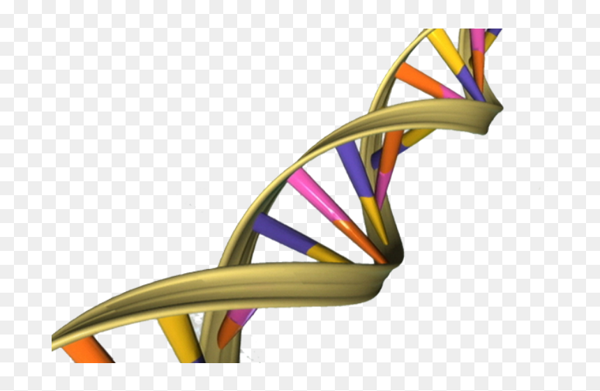 Aged Dna May Activate Genes Differently - Dna Double Helix, HD Png Download - dna helix png
