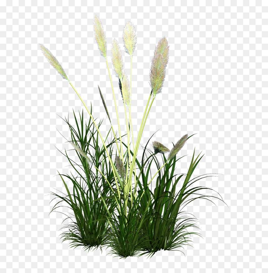 Ornament Grass Reed Icon Free Frame Clipart - Cynodon Dactylon Juice, HD Png Download - grass icon png