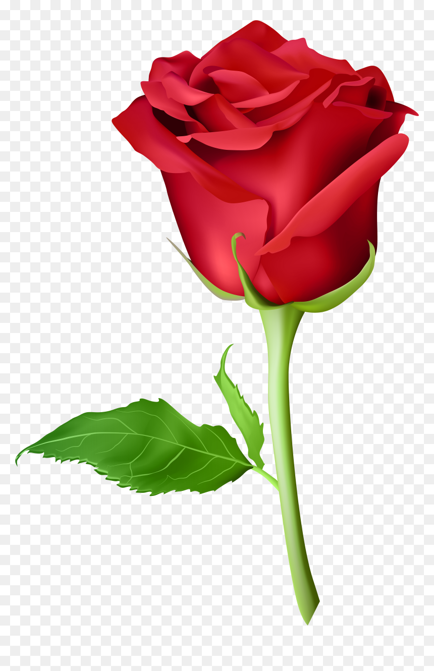 Transparent Long Stem Rose Clipart - Purple Rose Flower Png, Png Download - long stem rose png