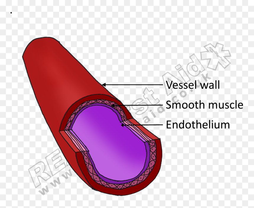 A Healthy Blood Vessel - Style, HD Png Download - heart attack png