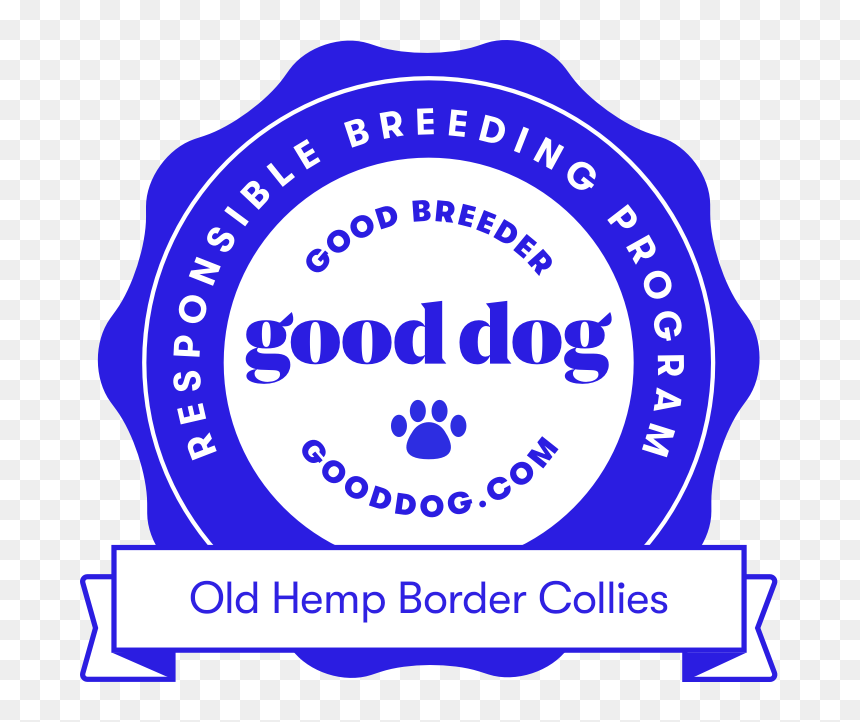 Picture - Dog, HD Png Download - old photo border png