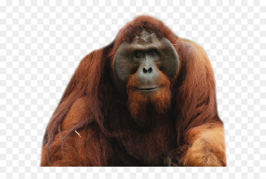Orangutan Png, Transparent Png - orangutan png