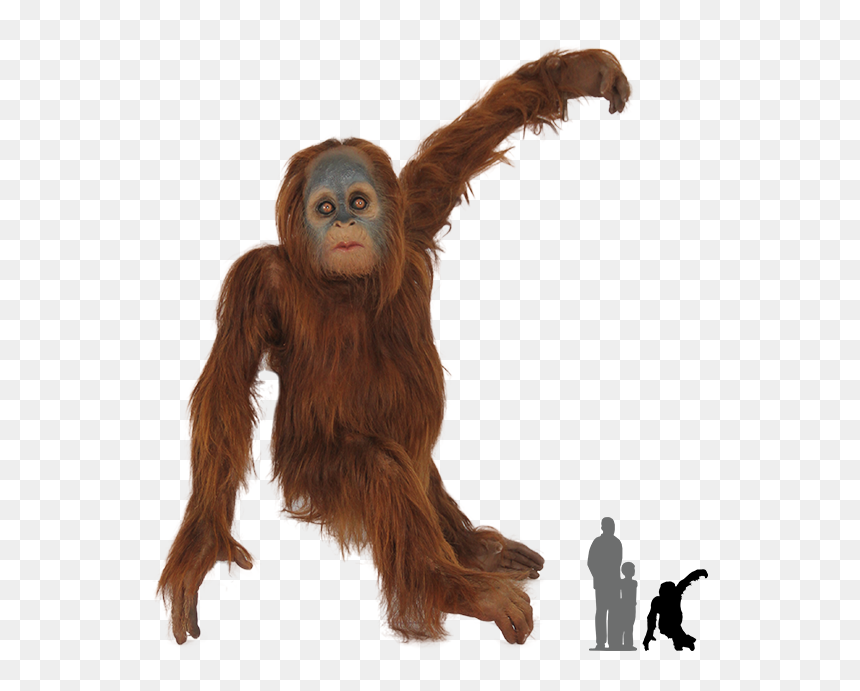 Orangutan Png - Sumatran Orangutan Png, Transparent Png - orangutan png