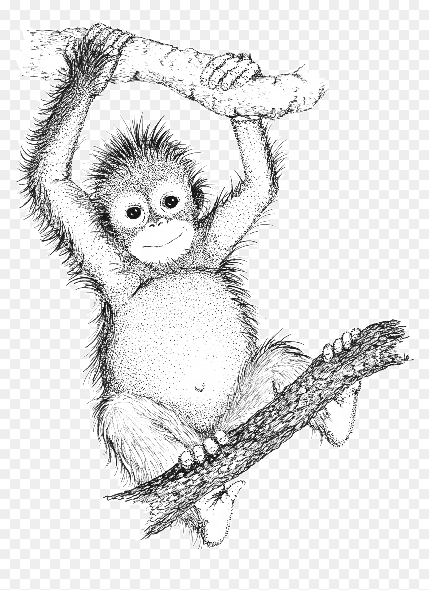 Orangutan Drawing, HD Png Download - orangutan png