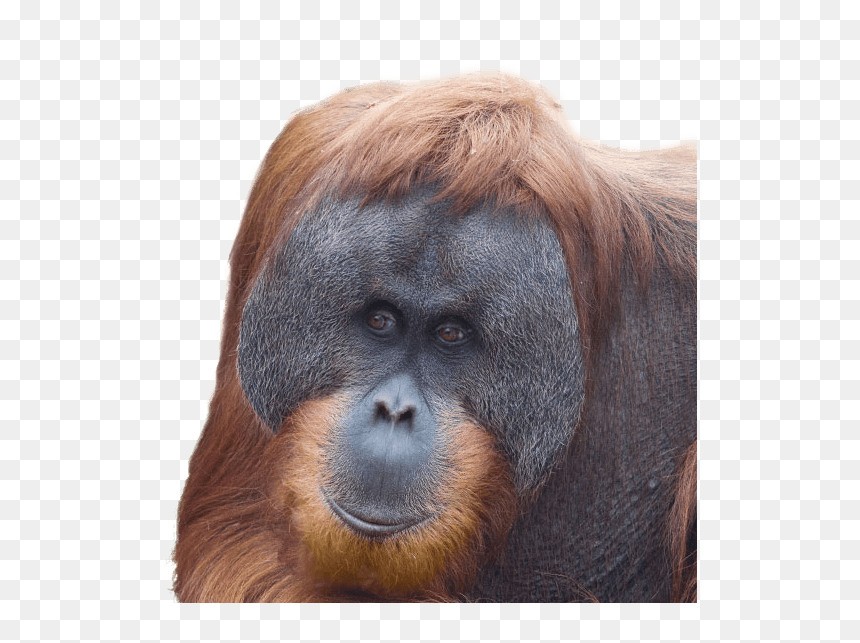 Monkey, HD Png Download - orangutan png