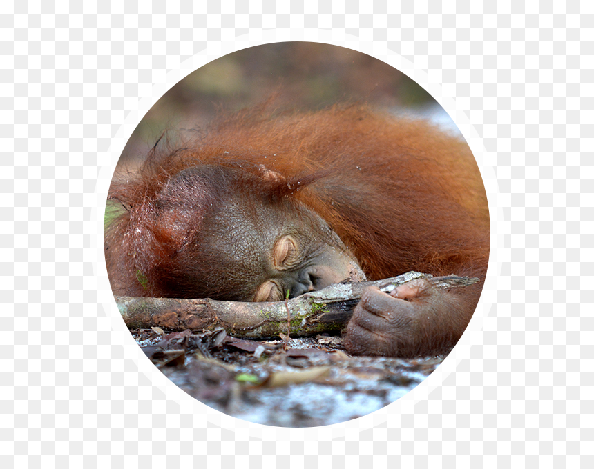 Palm Oil Deforestation - Orangutan, HD Png Download - orangutan png