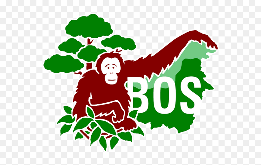 Borneo Orangutan Survival Foundation, HD Png Download - orangutan png
