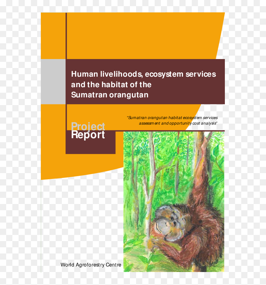 Orangutan, HD Png Download - orangutan png