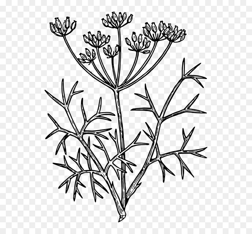 Flower Line Drawing 26, Buy Clip Art - Habit Sketch Of Fennel, HD Png Download - flowers drawing png