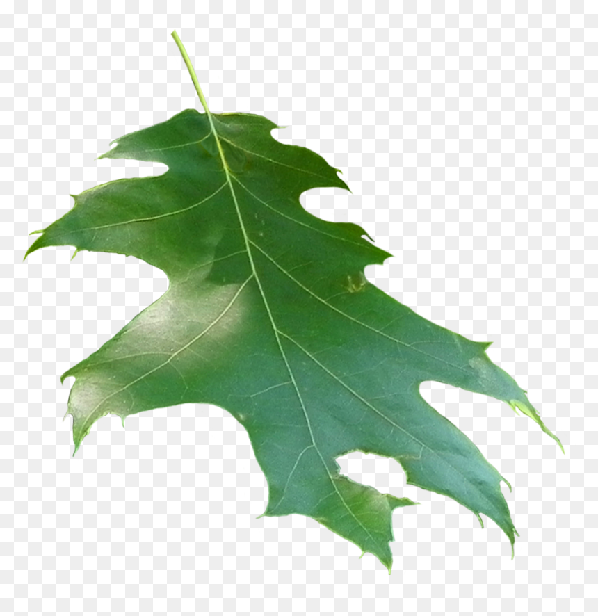 Quercus Rubra Leaf - Oak, HD Png Download - leaf.png