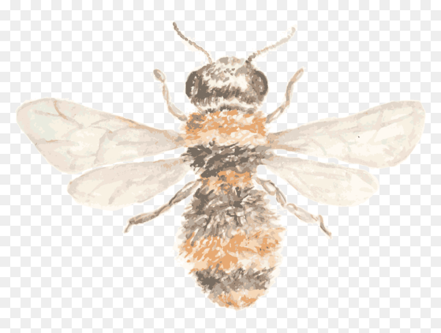 Hb Beeicon, HD Png Download - bee icon png