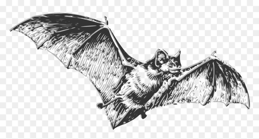 Bat Black And White, HD Png Download - bat wing png