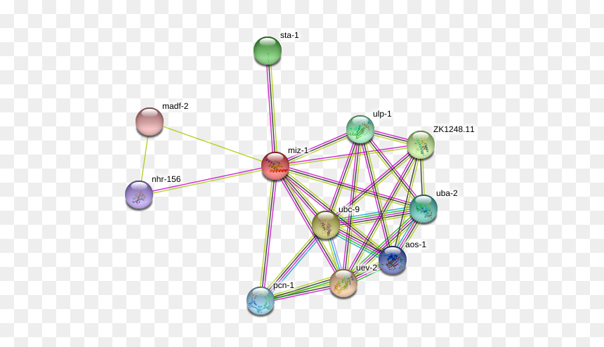 Miz-1 Protein - Circle, HD Png Download - miz png
