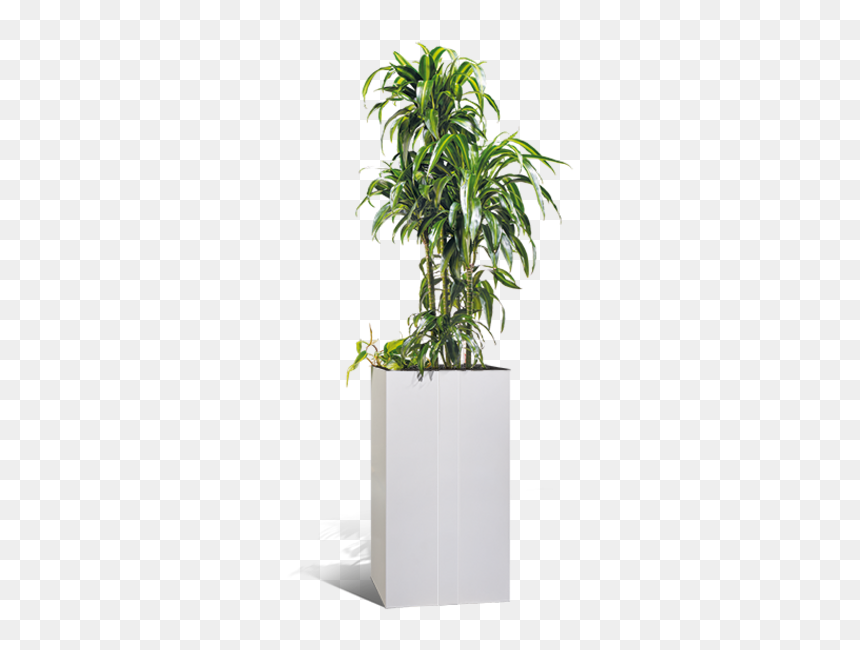 Schallabsorbierende Pflanzen, HD Png Download - planters png