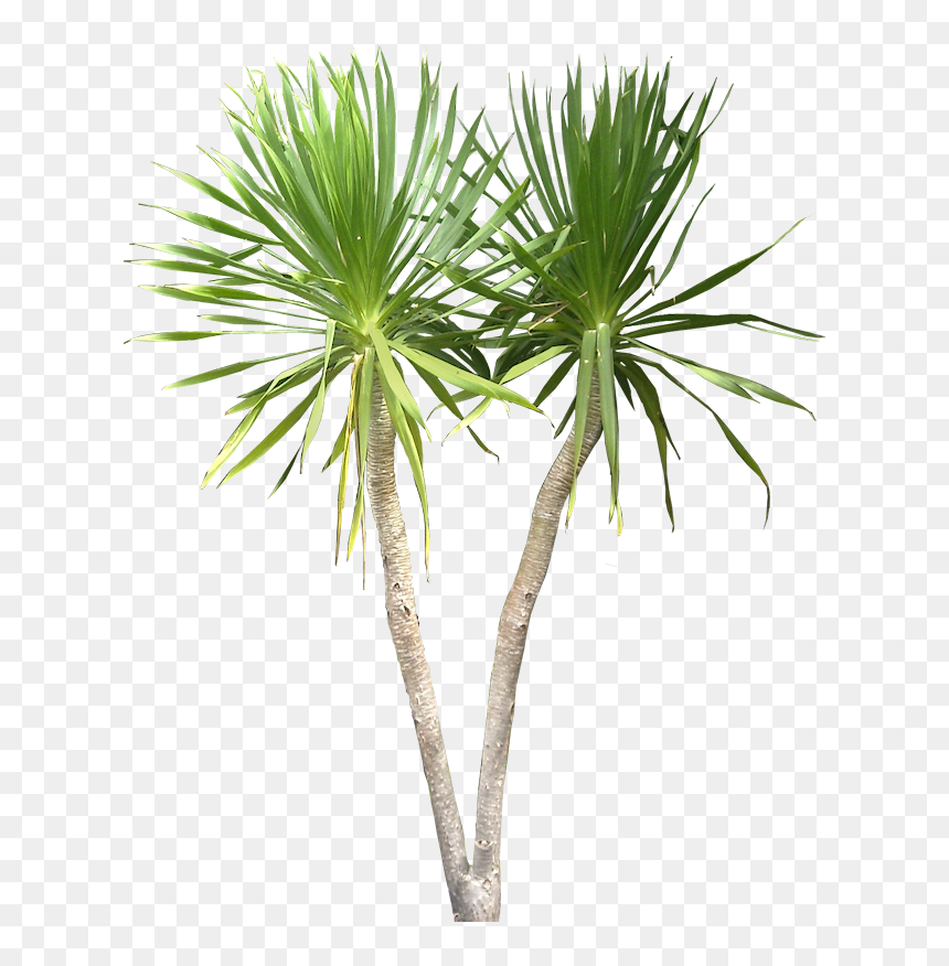Thumb Image - Dracaena Draco Png, Transparent Png - planters png