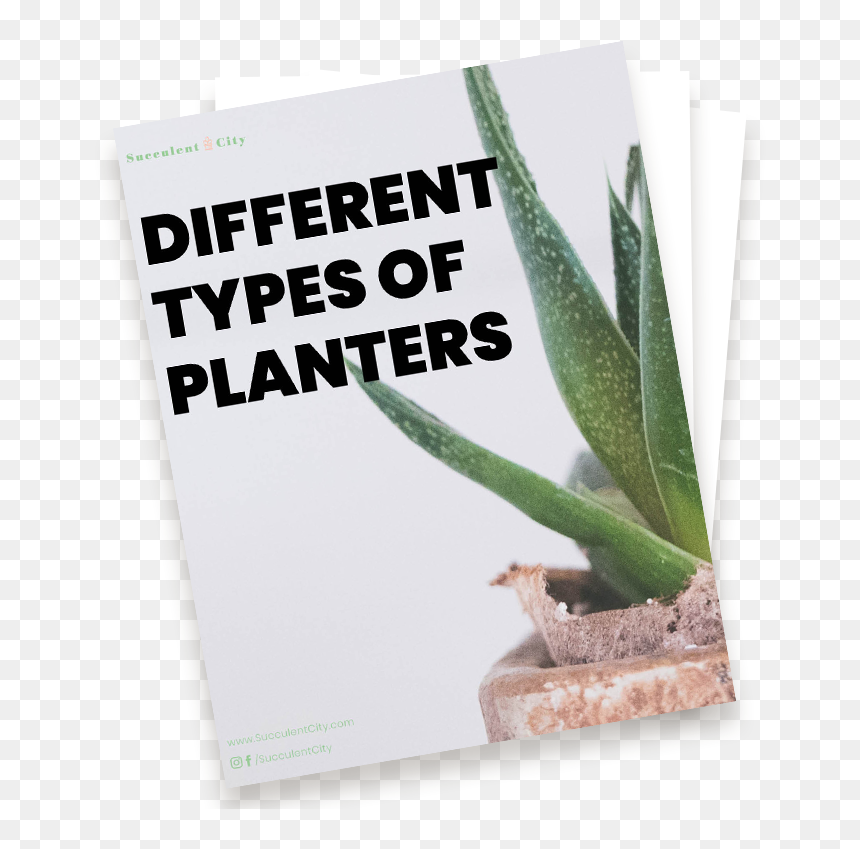 Agave, HD Png Download - planters png
