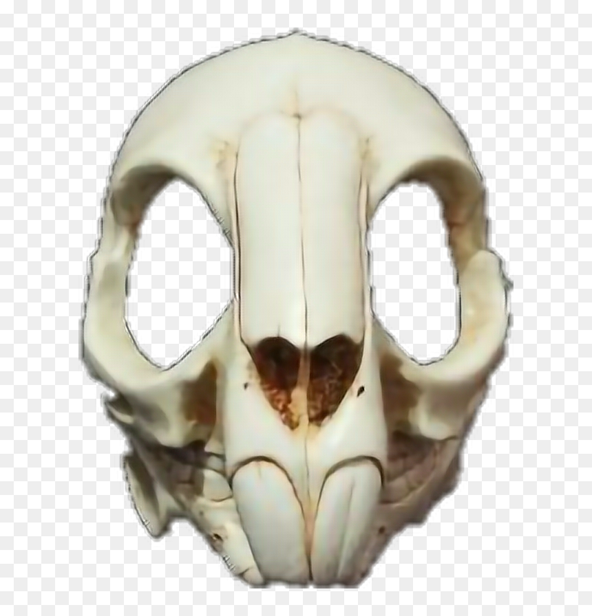 #rabbit #skull #death #mask #skullmask - Rabbit Skull, HD Png Download - skull mask png