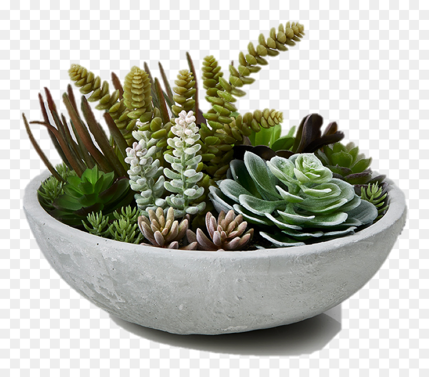 Table Plant Png - Mini Succulent Garden, Transparent Png - thorn vine png