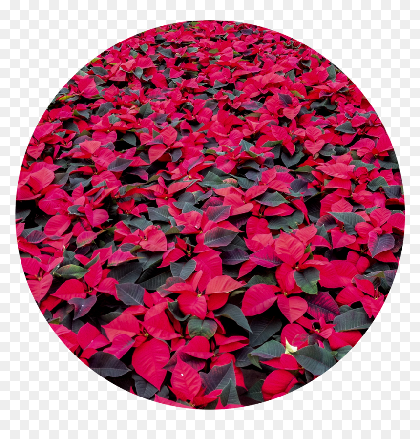 Wintercircle - Impatiens, HD Png Download - hanging flowers png