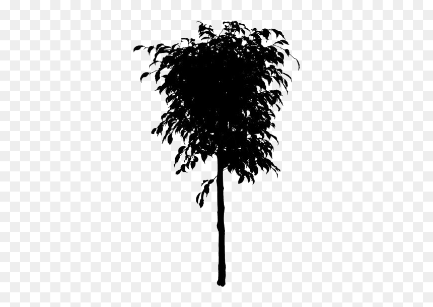 Large Ficus Tree Png Free - Ficus Tree Png, Transparent Png - large tree png