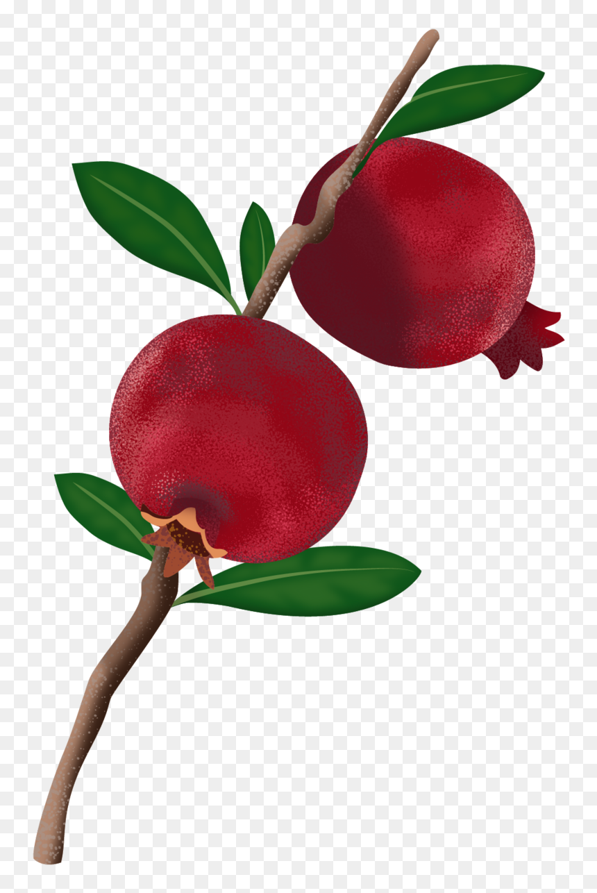 Dwarf Citrus Trees Meyer - Beach Plum, HD Png Download - large tree png