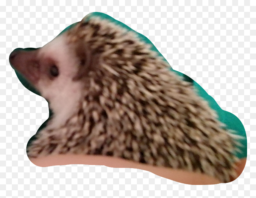 Domesticated Hedgehog, HD Png Download - hodor png