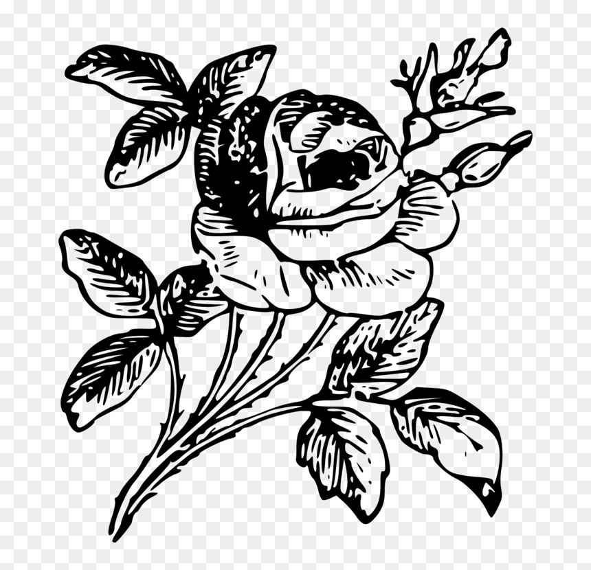 Drawing Floral Design Rose Flower Art - Engraving Png, Transparent Png - flower art png