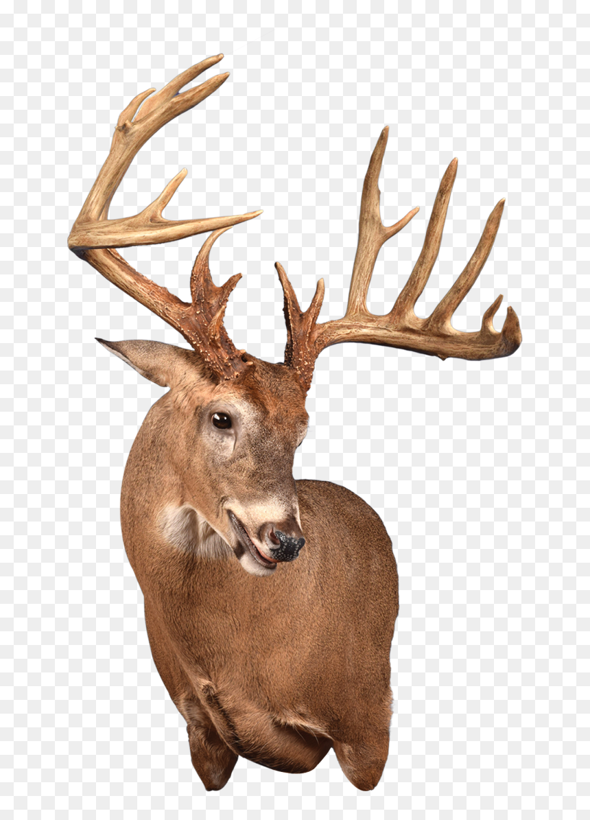 Aggressive Wall Pedestal Mount, HD Png Download - dont tread on me png