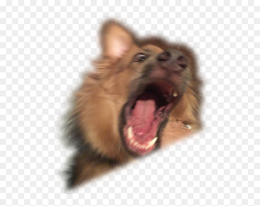 Dog Yawns, HD Png Download - dog pooping png