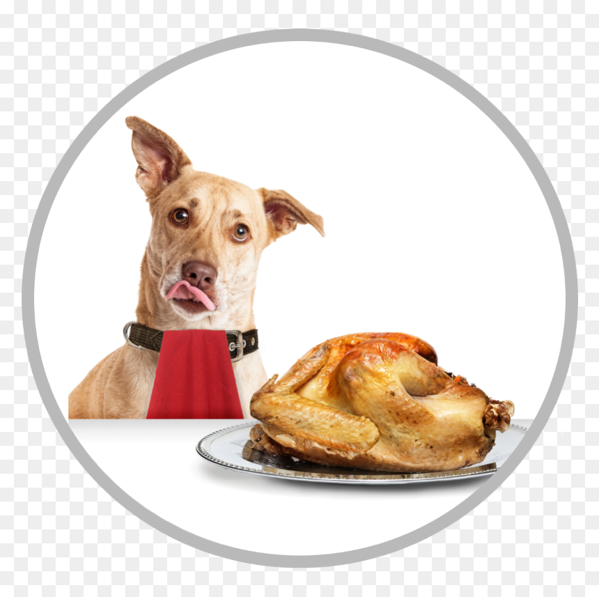 Turkey And Dog Thanksgiving, HD Png Download - dog pooping png