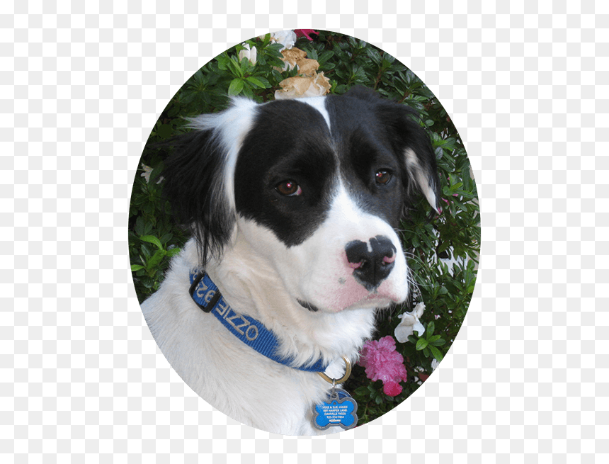 Ozzie Beautiful Boy For Website, HD Png Download - dog pooping png