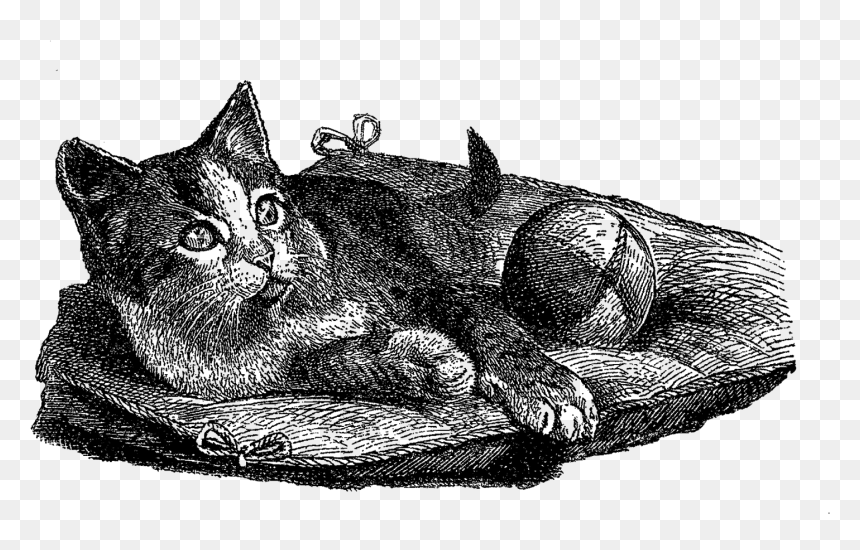 Cat Domestic Illustration Vintage - Domestic Short-haired Cat, HD Png Download - cat toy png