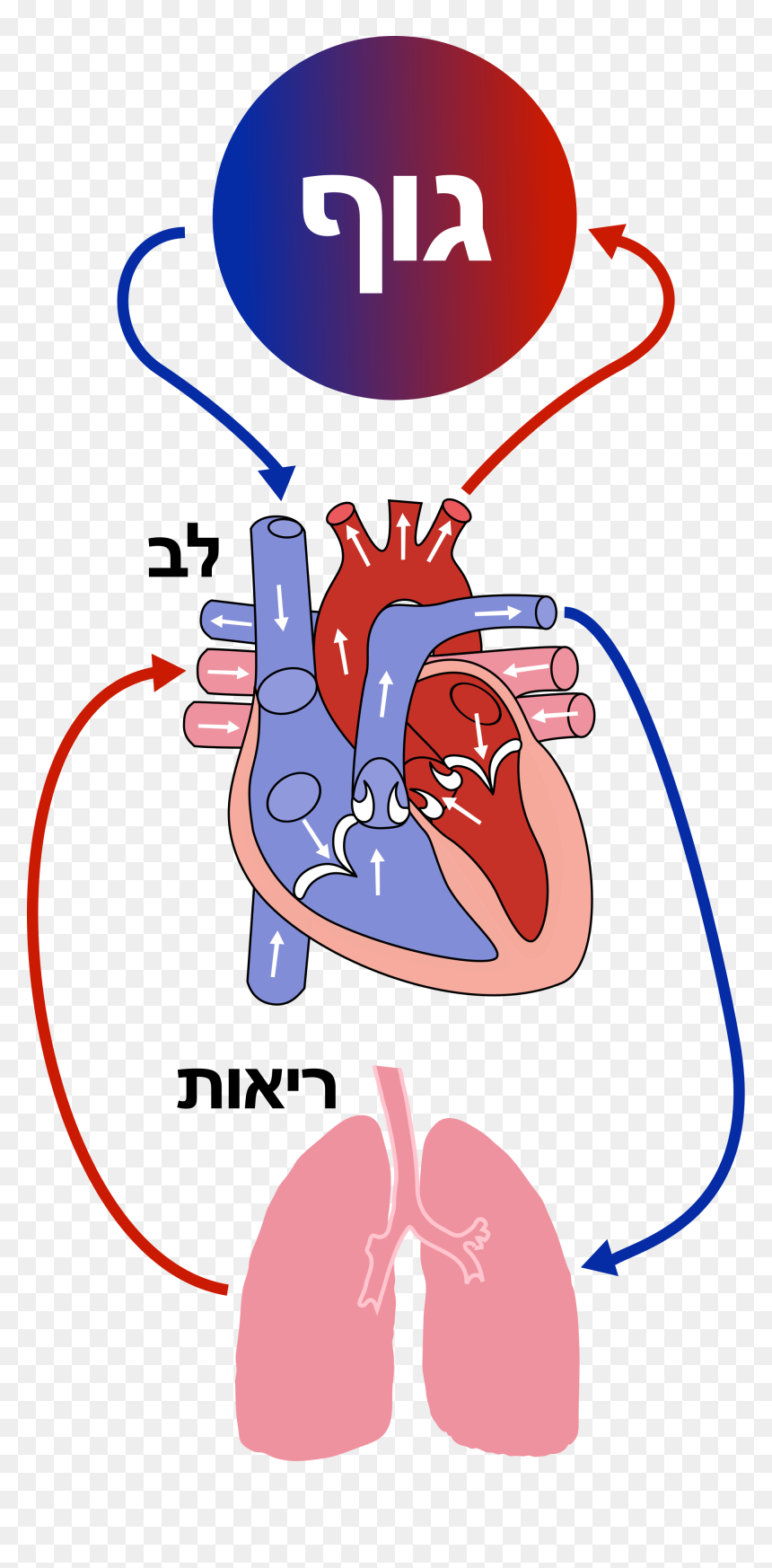 Diagram Of The Heart Clipart , Png Download - Diagram Of The Heart, Transparent Png - open heart png