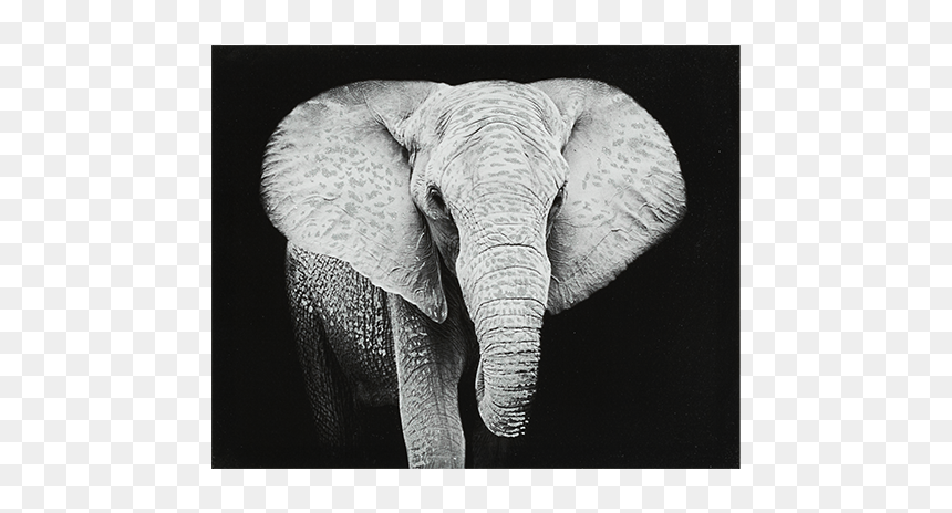 Indian Elephant, HD Png Download - elephants png