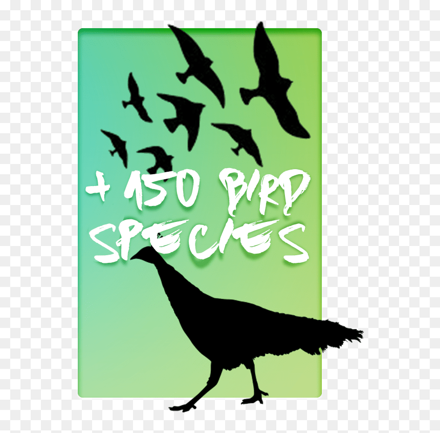 Illustration, HD Png Download - turkey silhouette png