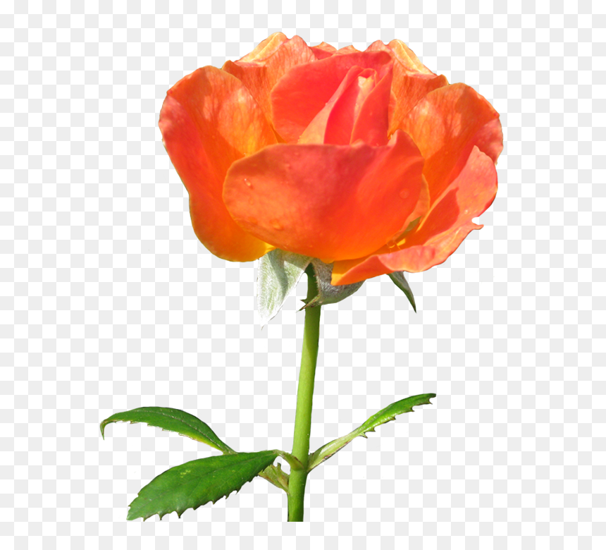 Rose La Sevillana Clipart - Garden Roses, HD Png Download - roses clipart png