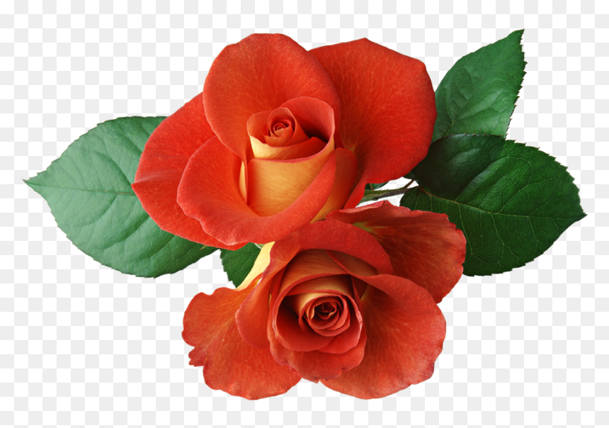 Transparent Orange Rose Png - Good Night Wish In Malayalam, Png Download - roses clipart png