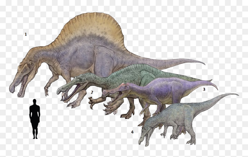 Spinosaurus Drawing Godzilla - Suchomimus Baryonyx Spinosaurus, HD Png Download - spinosaurus png